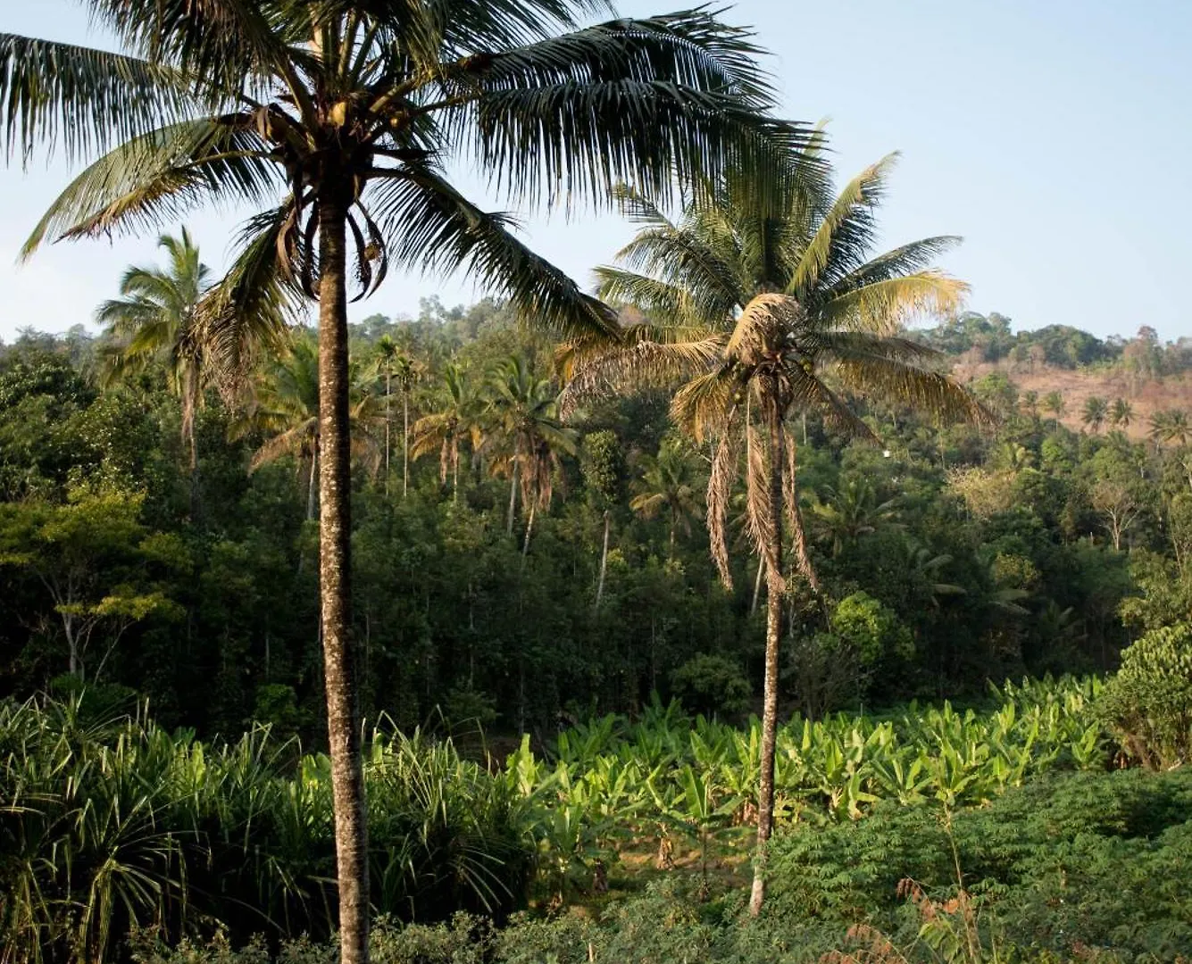 View Valley Homestay Munnar